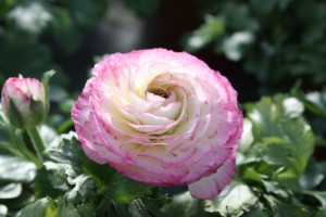 Blumen 2015 199