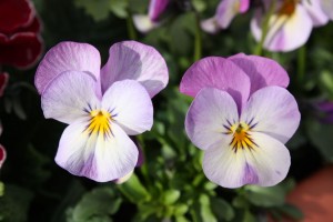Blumen 2015 212